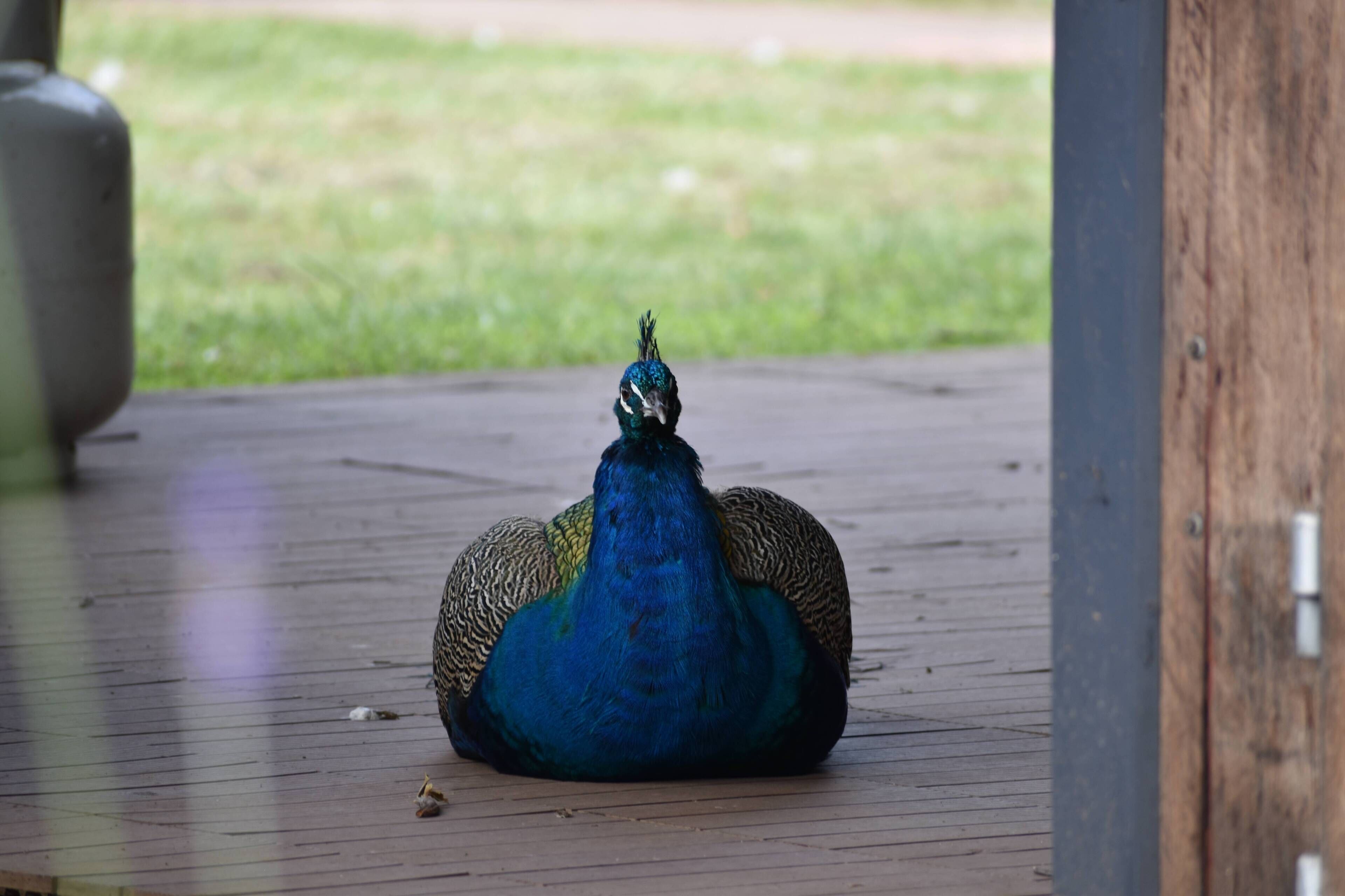 The Shed Conversion With Hot tub With Amazing Views@ Gold Coast Tree Houses
