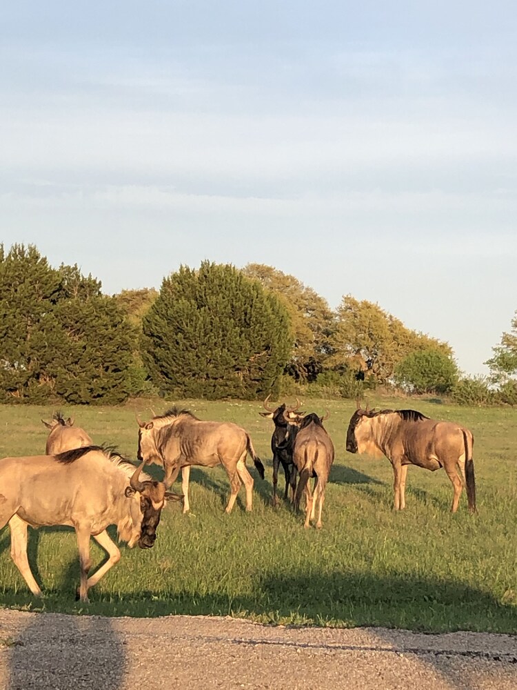 Newly renovated property on Exotic Game Ranch, minutes from downtown