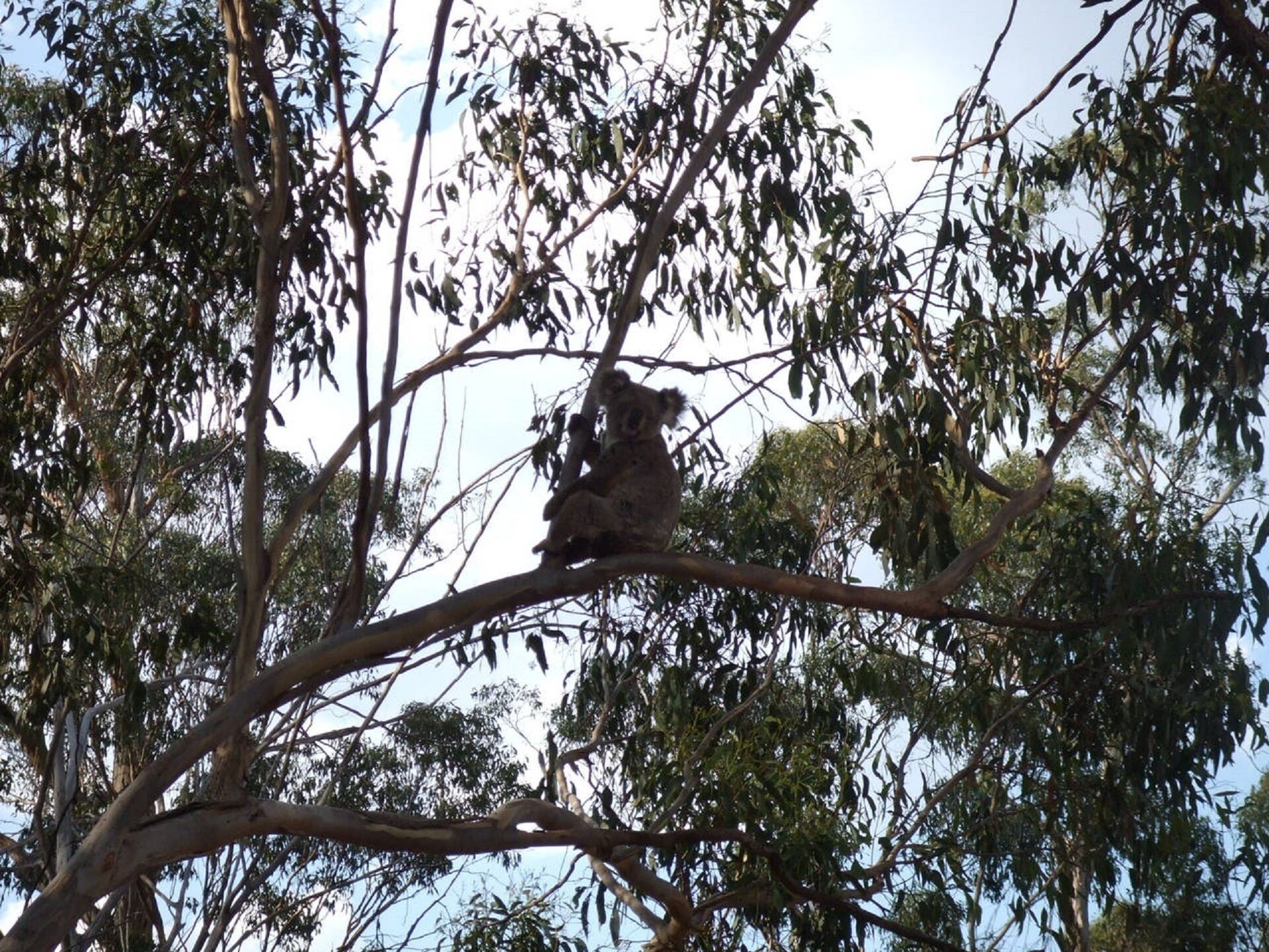 Escape to the Country - Enjoy the Firepit or Explore Magical Bunya Mountains