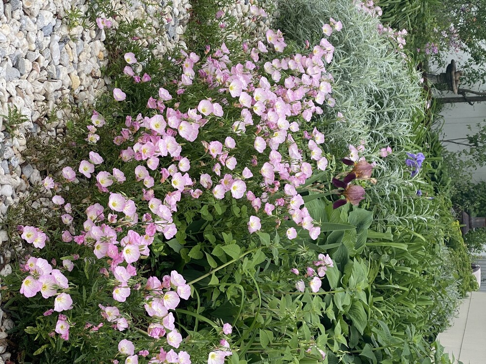 A beautiful flower 🌺 garden cottage🌺