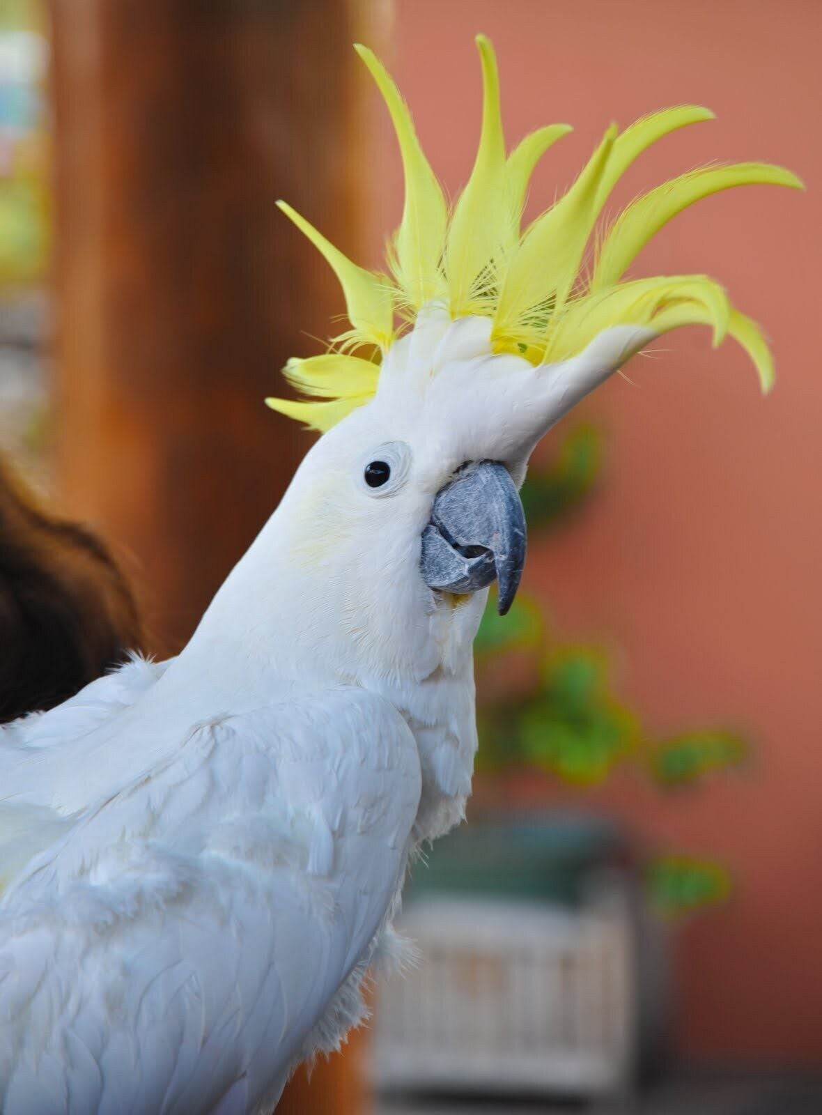 Tranquility Relax-enjoy the Tropics