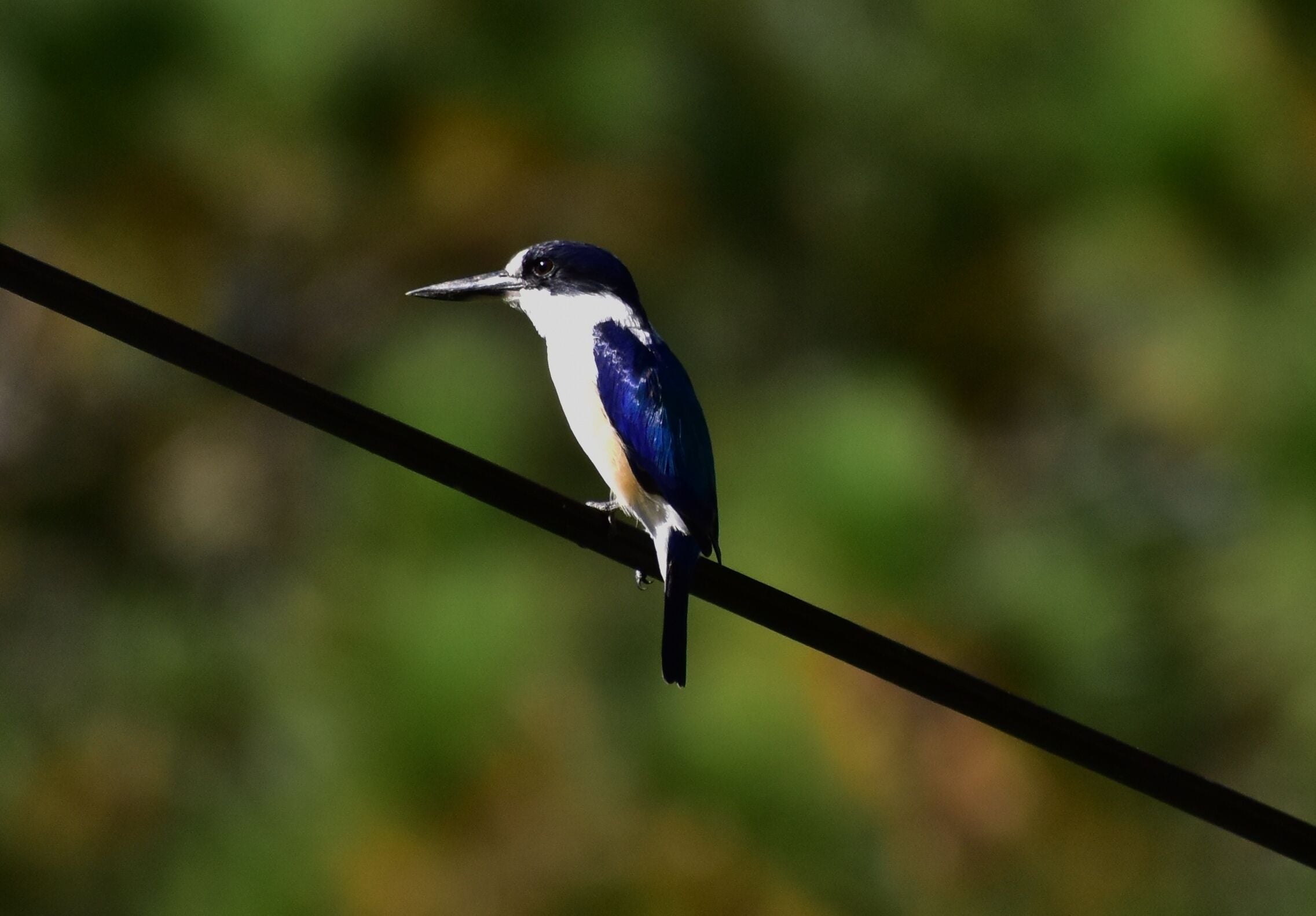 Stary Nights Luxury Camping