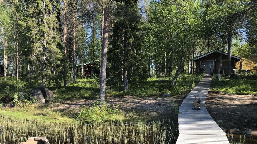Metsä Kolo