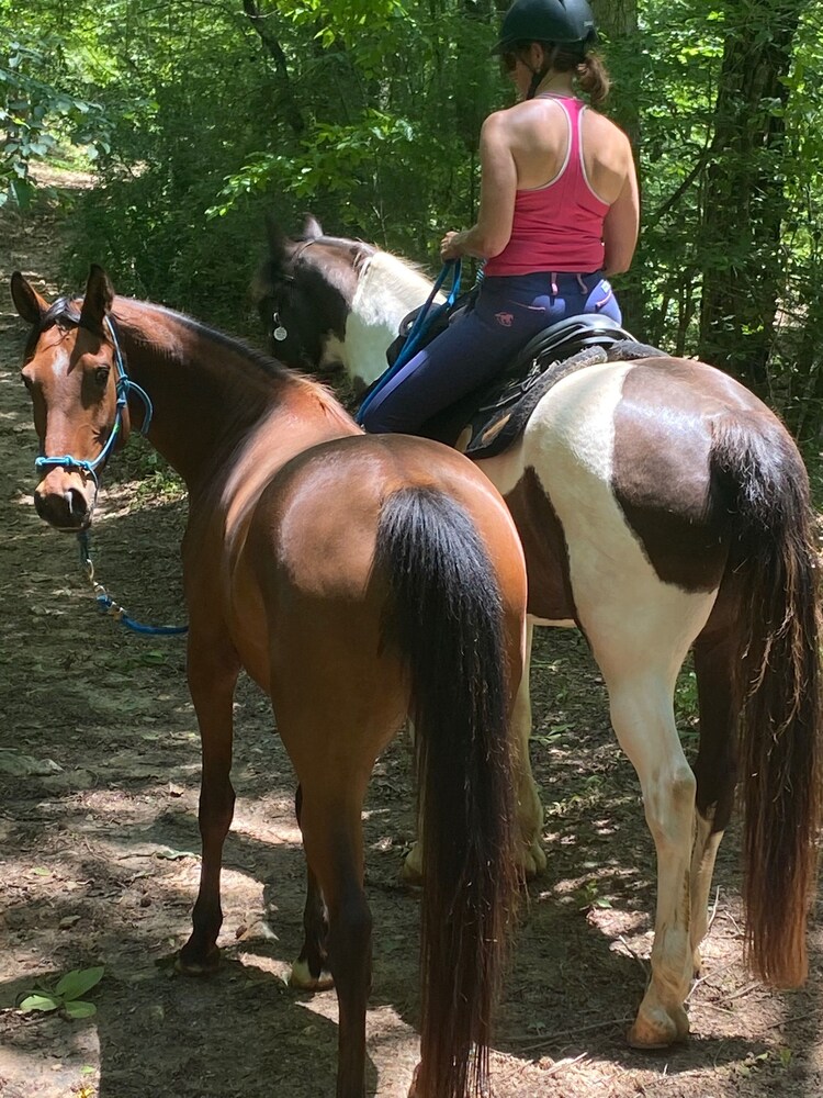 Mountain Views,  Fire Pit, Minutes From Downtown Asheville