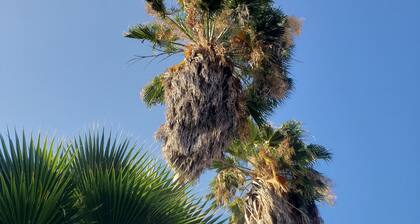 Sea Shell Palms