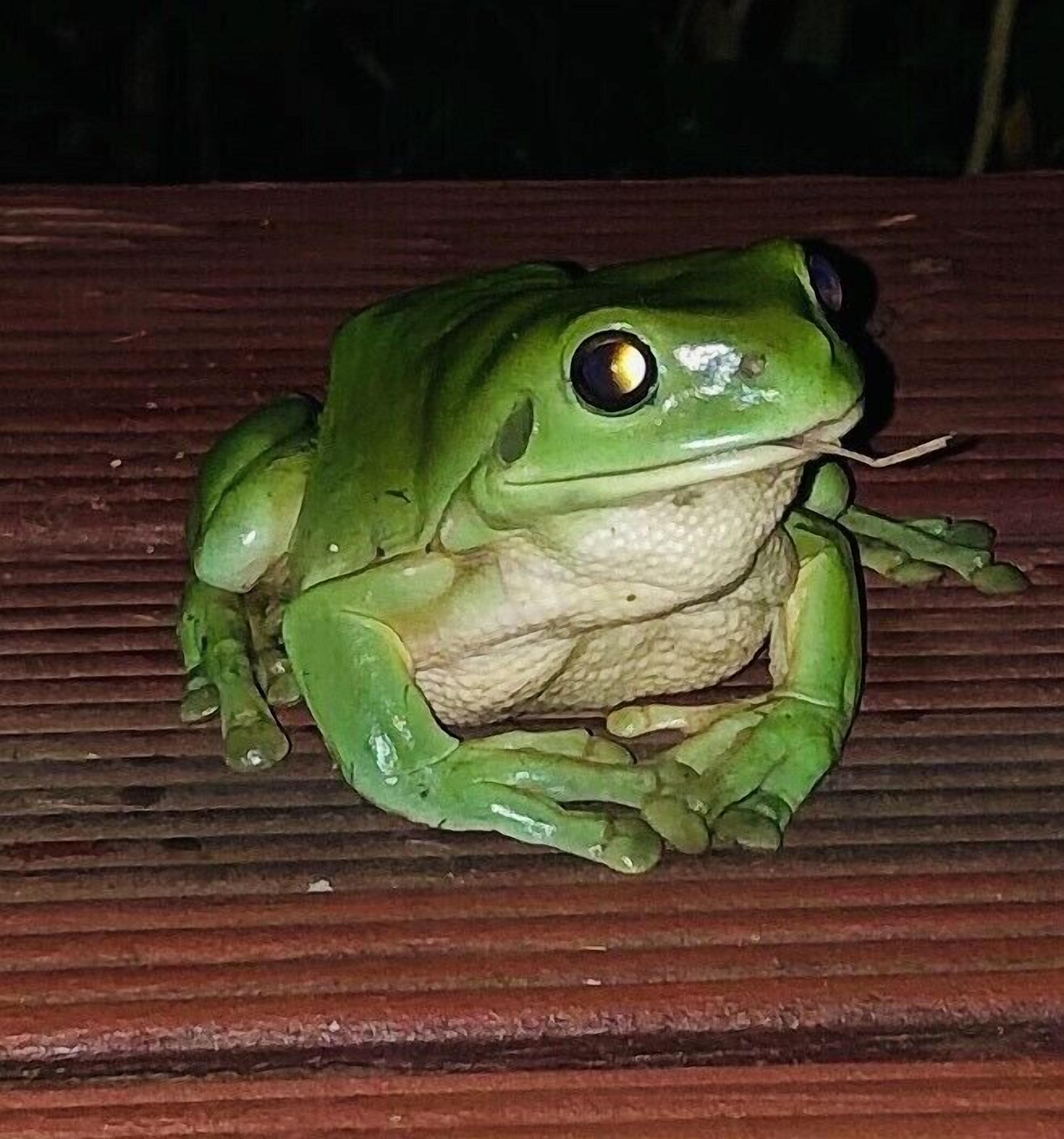 Imbil Ranch Country Getaway