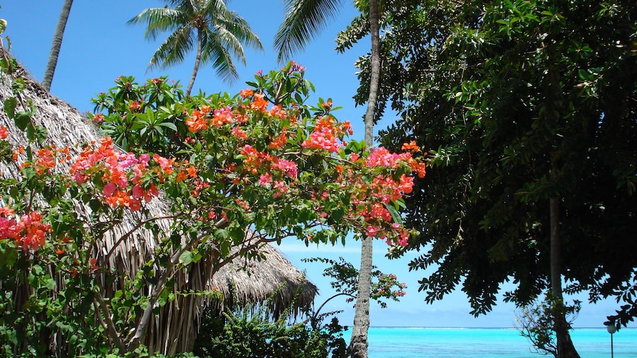 Hotel Hibiscus