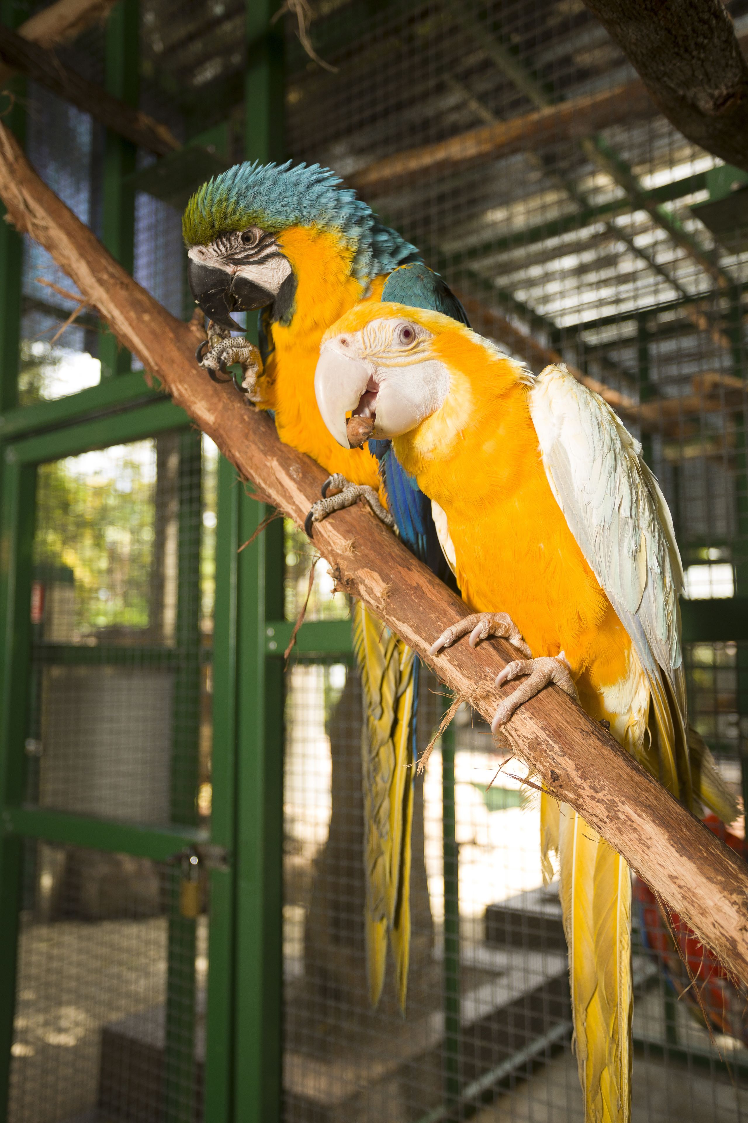 Ashmore Palms Holiday Village