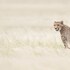 Emdoneni Lodge with Cheetah Project & Spa in Hluhluwe, South Africa