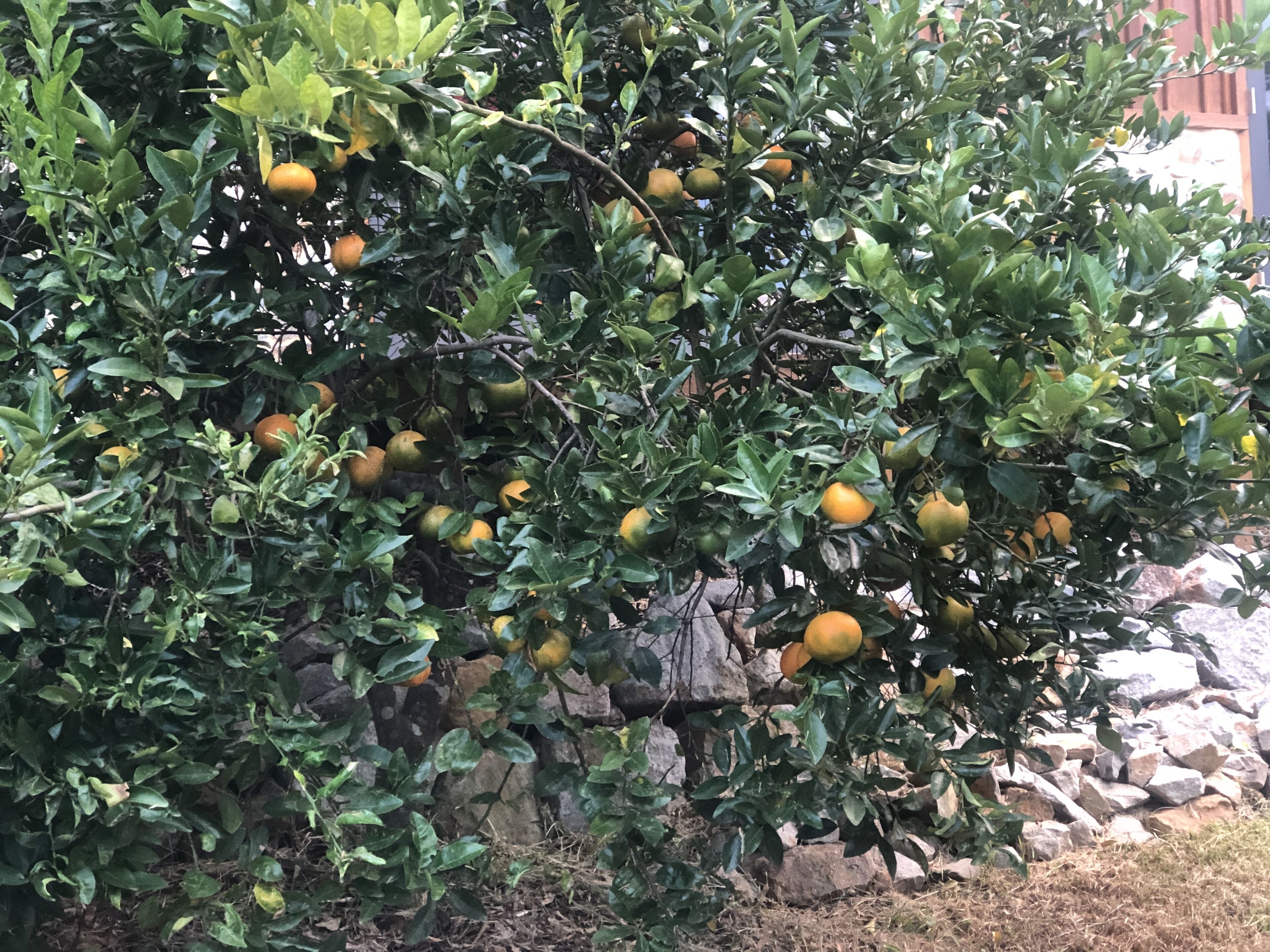 Your Secluded and Private Slice of Bellingen in old Part of Town