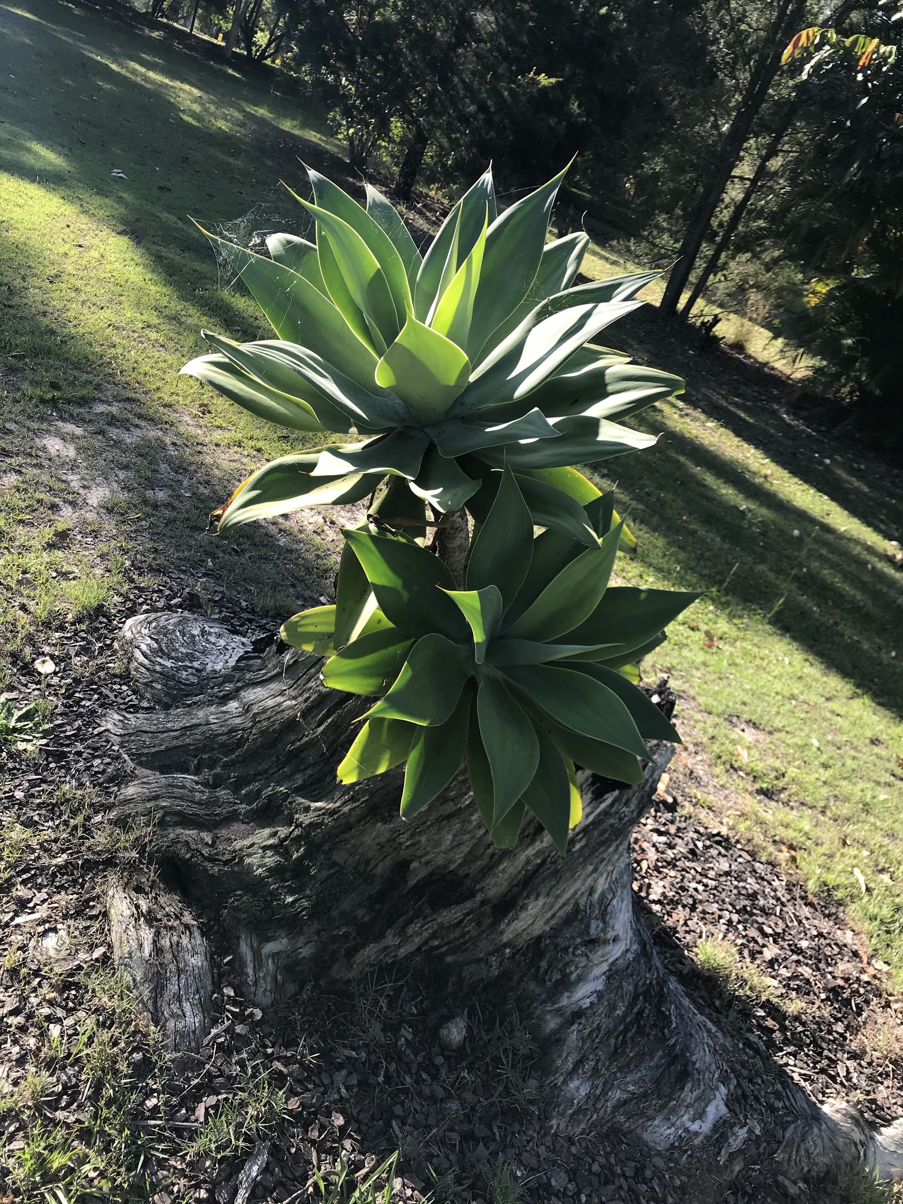 The Cottage of Peace and Tranquility