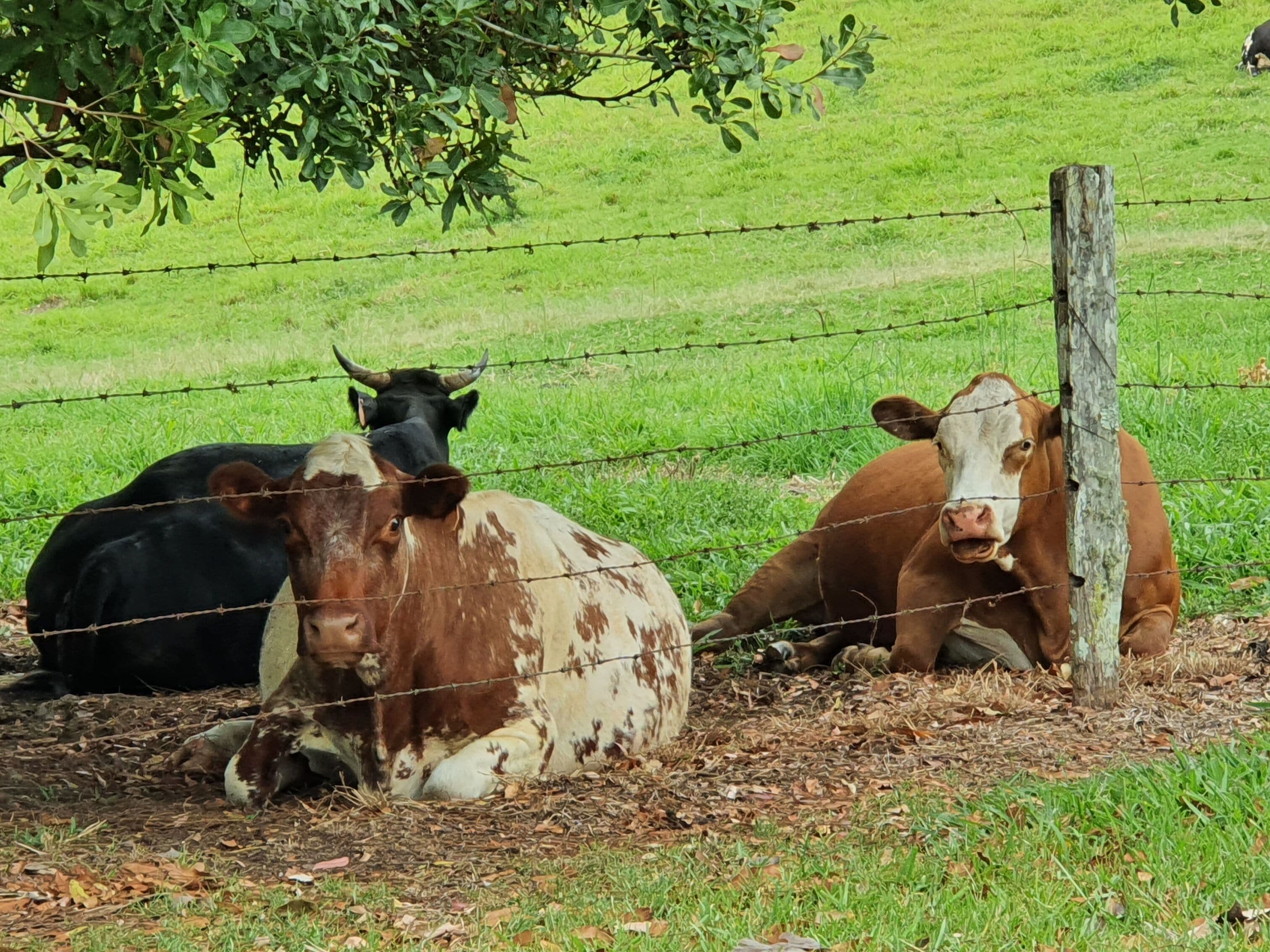 Farm Stay at Lillian Rock the Entire Building