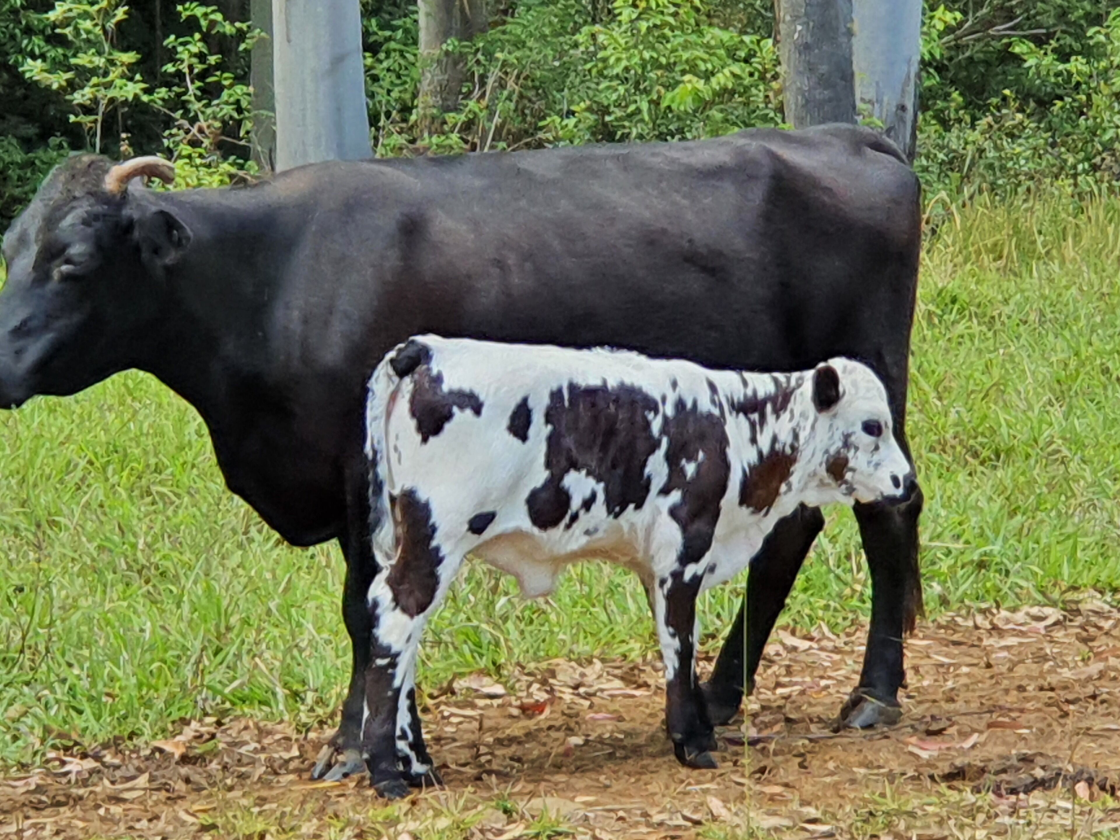 Farm Stay at Lillian Rock the Entire Building