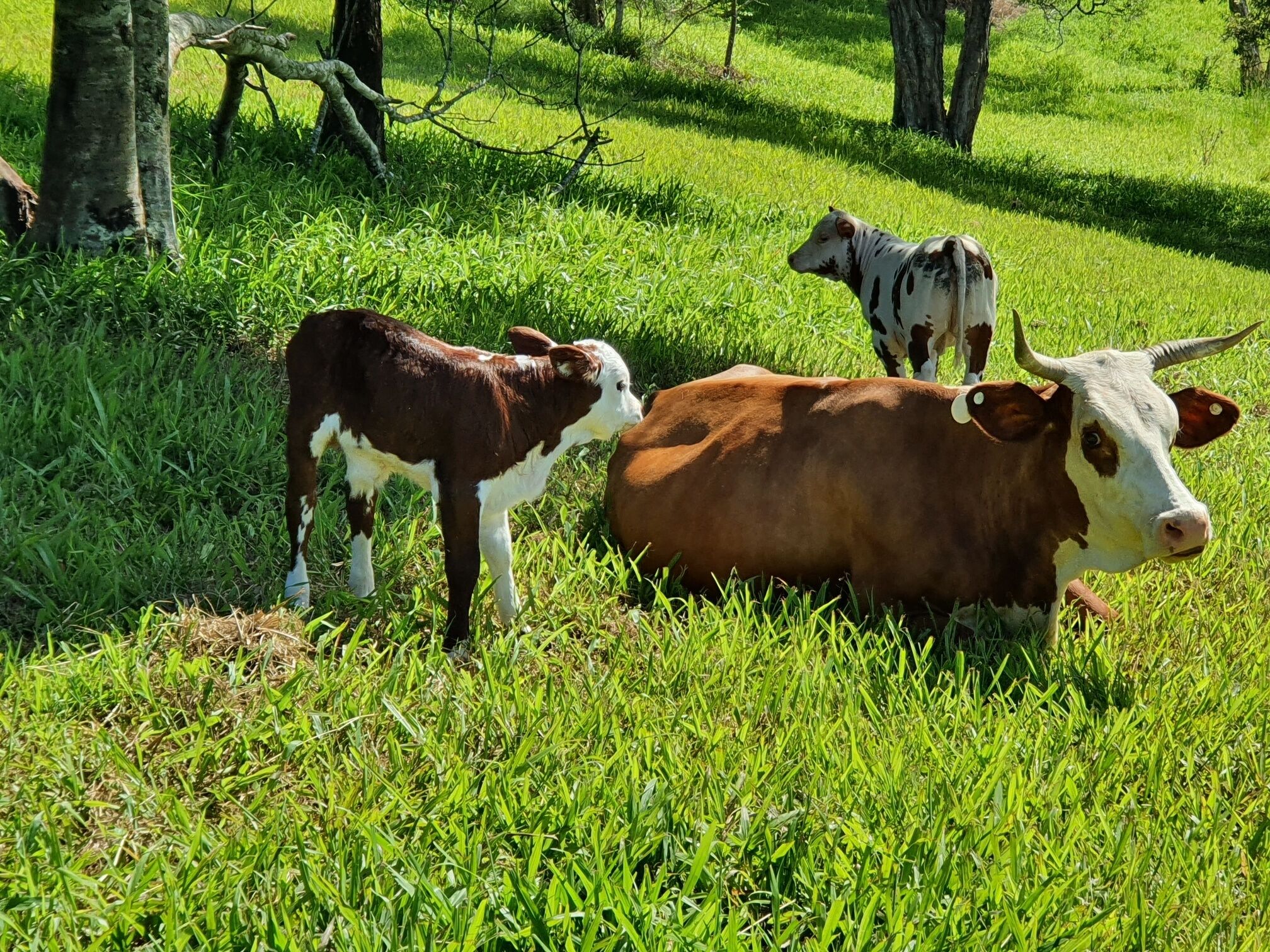 Farm Stay at Lillian Rock the Entire Building