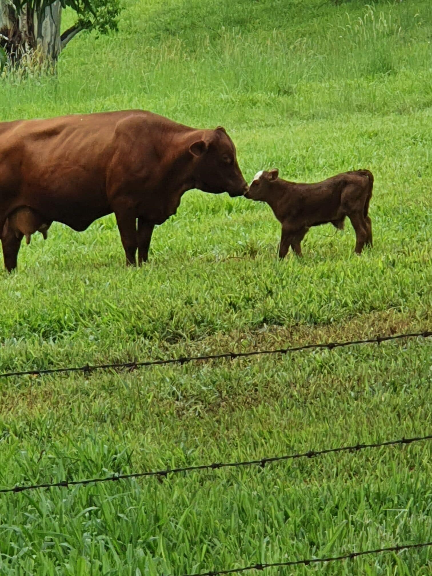 Farm Stay at Lillian Rock the Entire Building