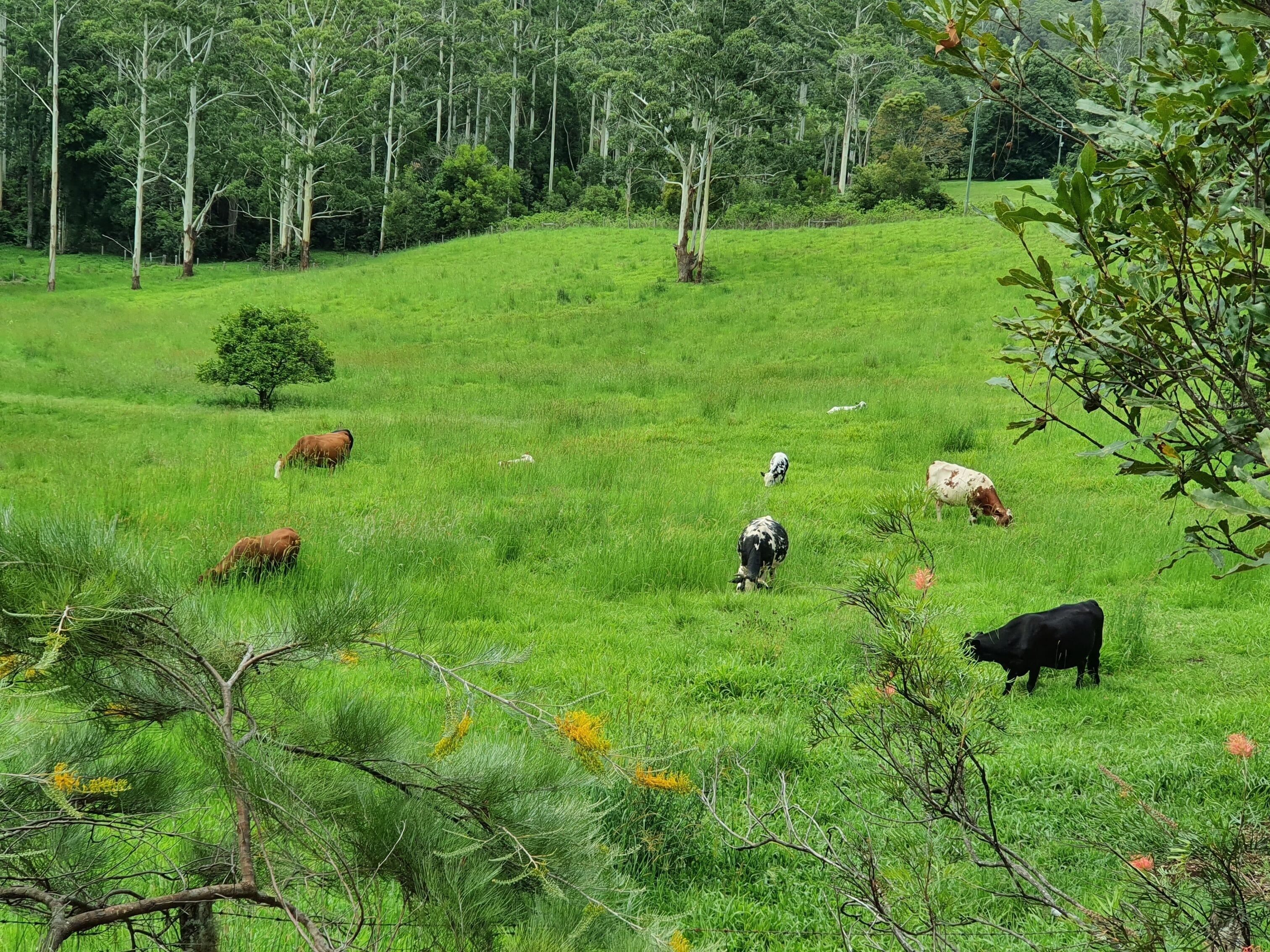 Farm Stay at Lillian Rock the Entire Building