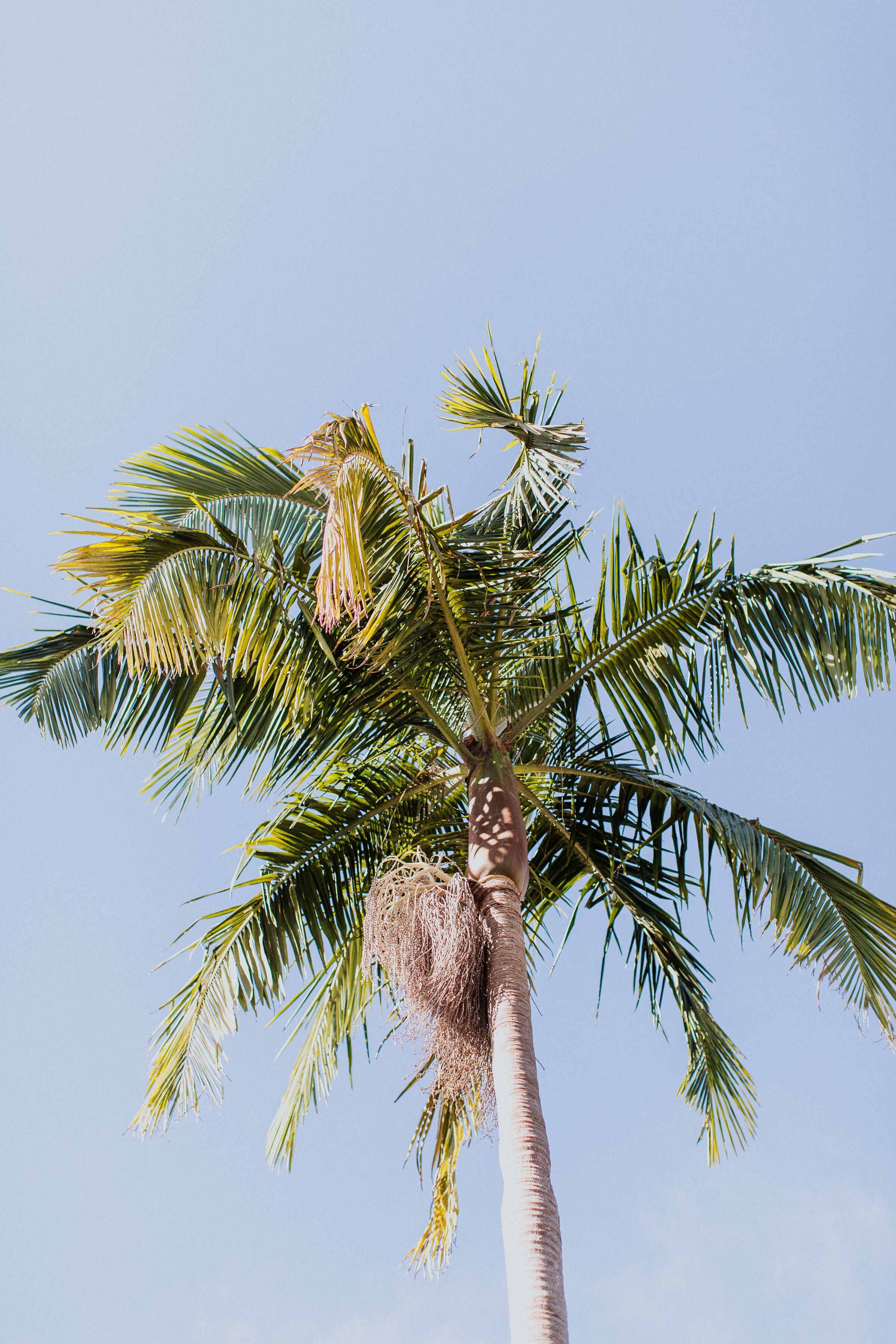 The Pink Rhino Bellingen