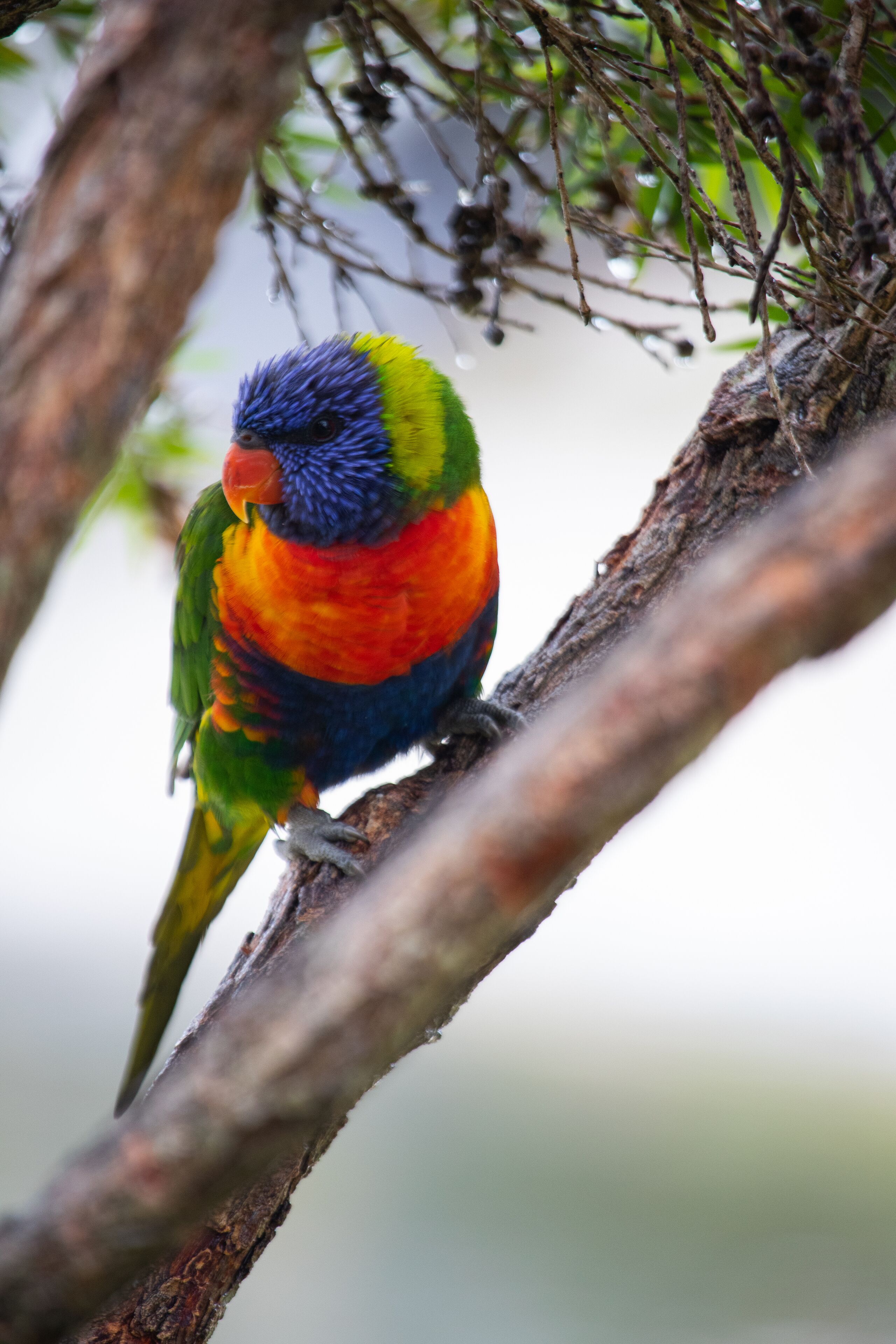 Mooloolaba Waterfront - 'La Villa De La Baie'