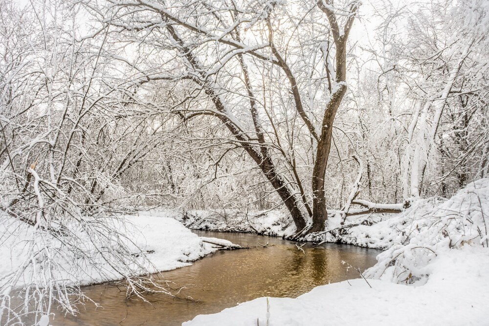 Beaver Den - Beaver Creek Reserve