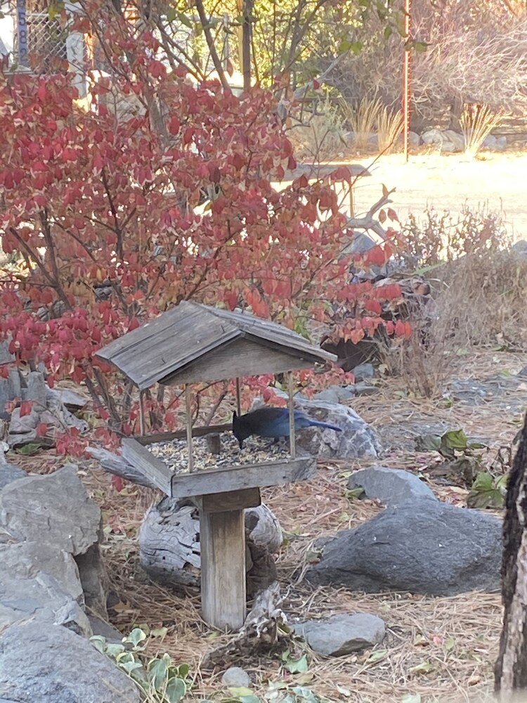 Wrightwood Cozy Cabin near Mt. High