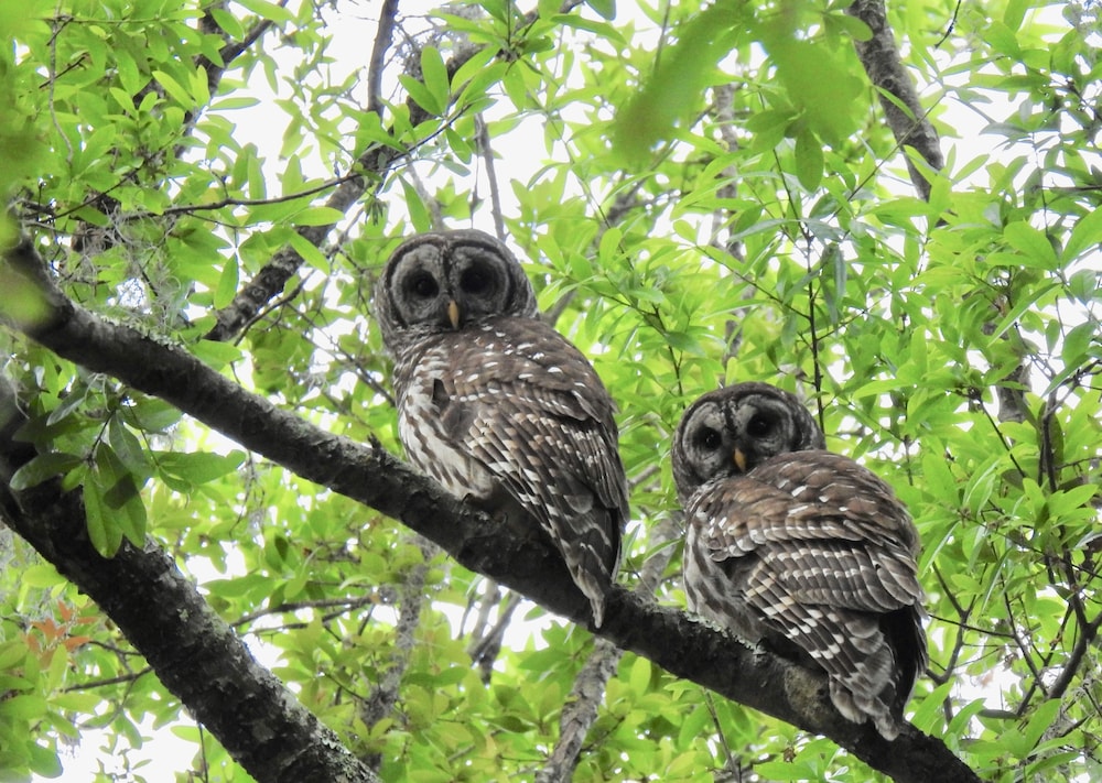 Lakehouse Cozy Suite & Charming Vintage Camper at Little Cypress Guest Suites