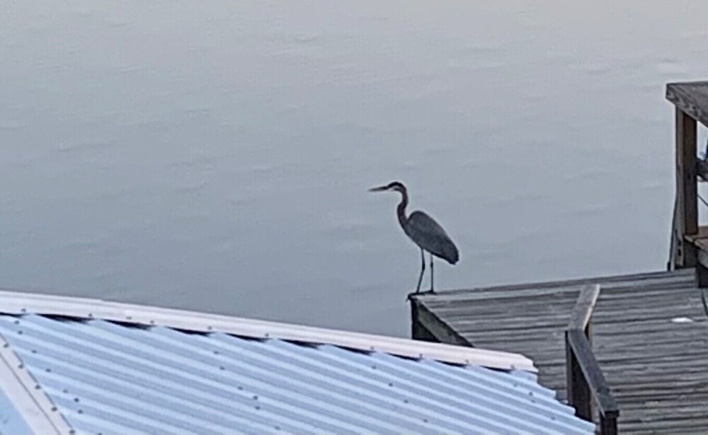 The Blue Heron on False River