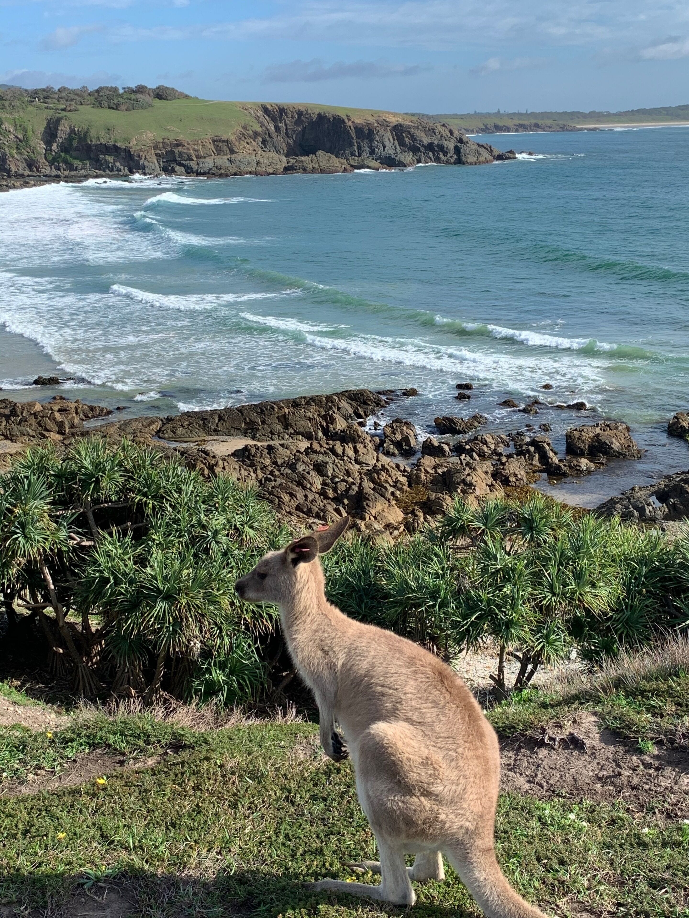 Coastal Luxe Self Contained Studio Located Meters From Emerald Beach