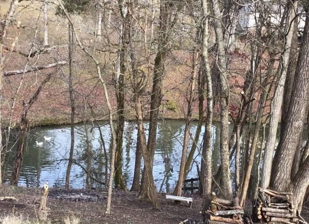 Property has a small pond on back side of the cabin ,it has geese  and ducks .