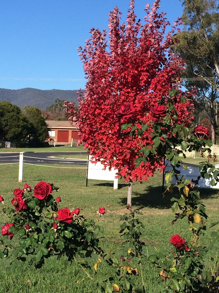 View from property, Tumut Valley Motel