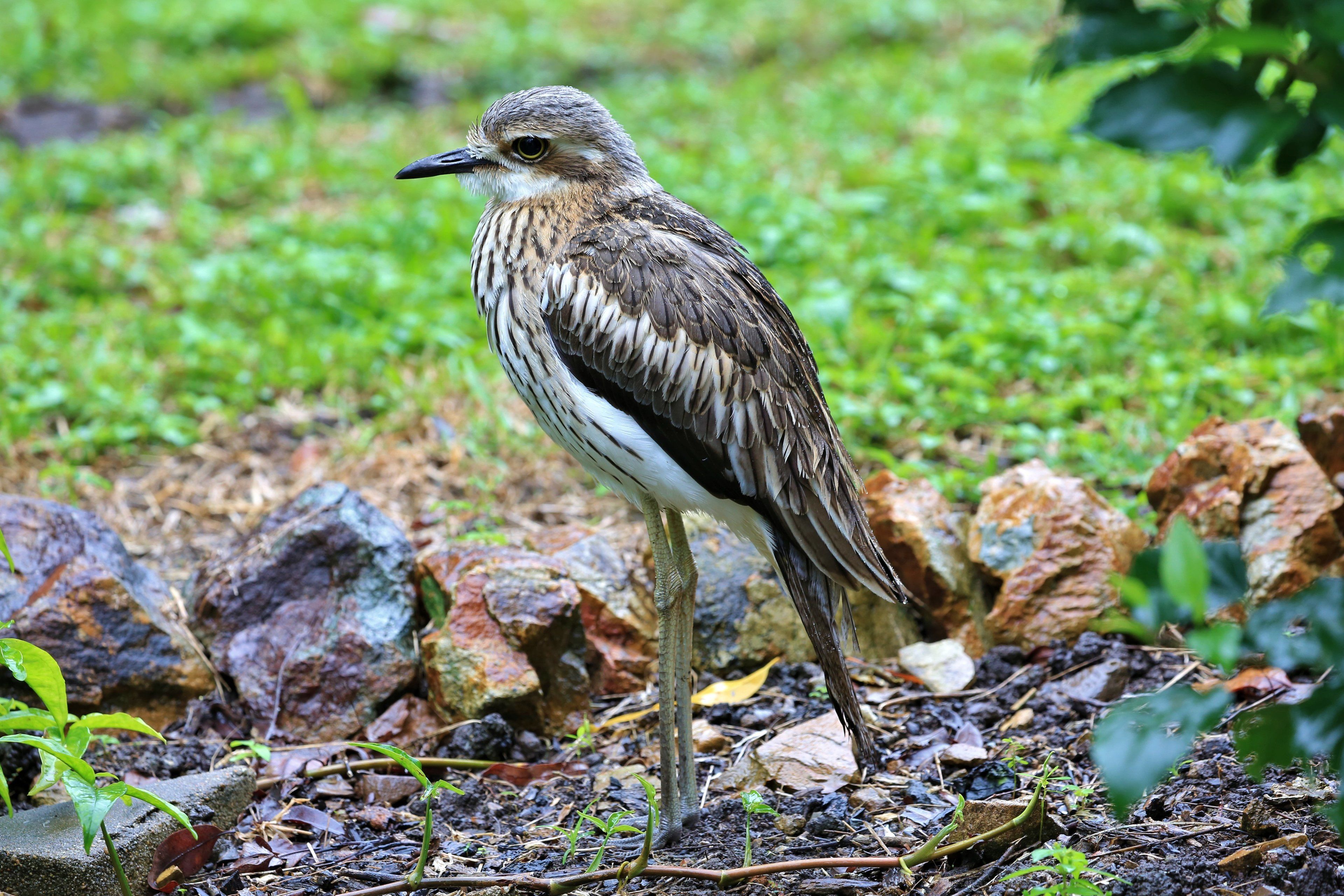 Big4 Whitsundays Tropical Eco Resort
