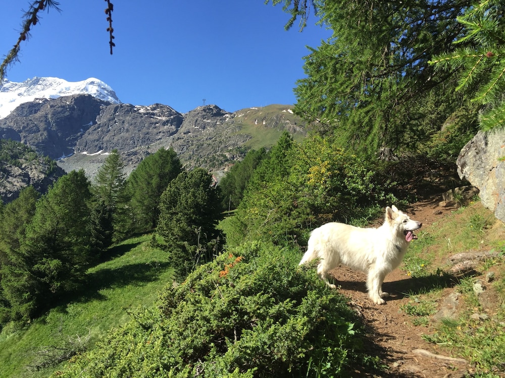 Foto - Hotel Bella Vista Zermatt