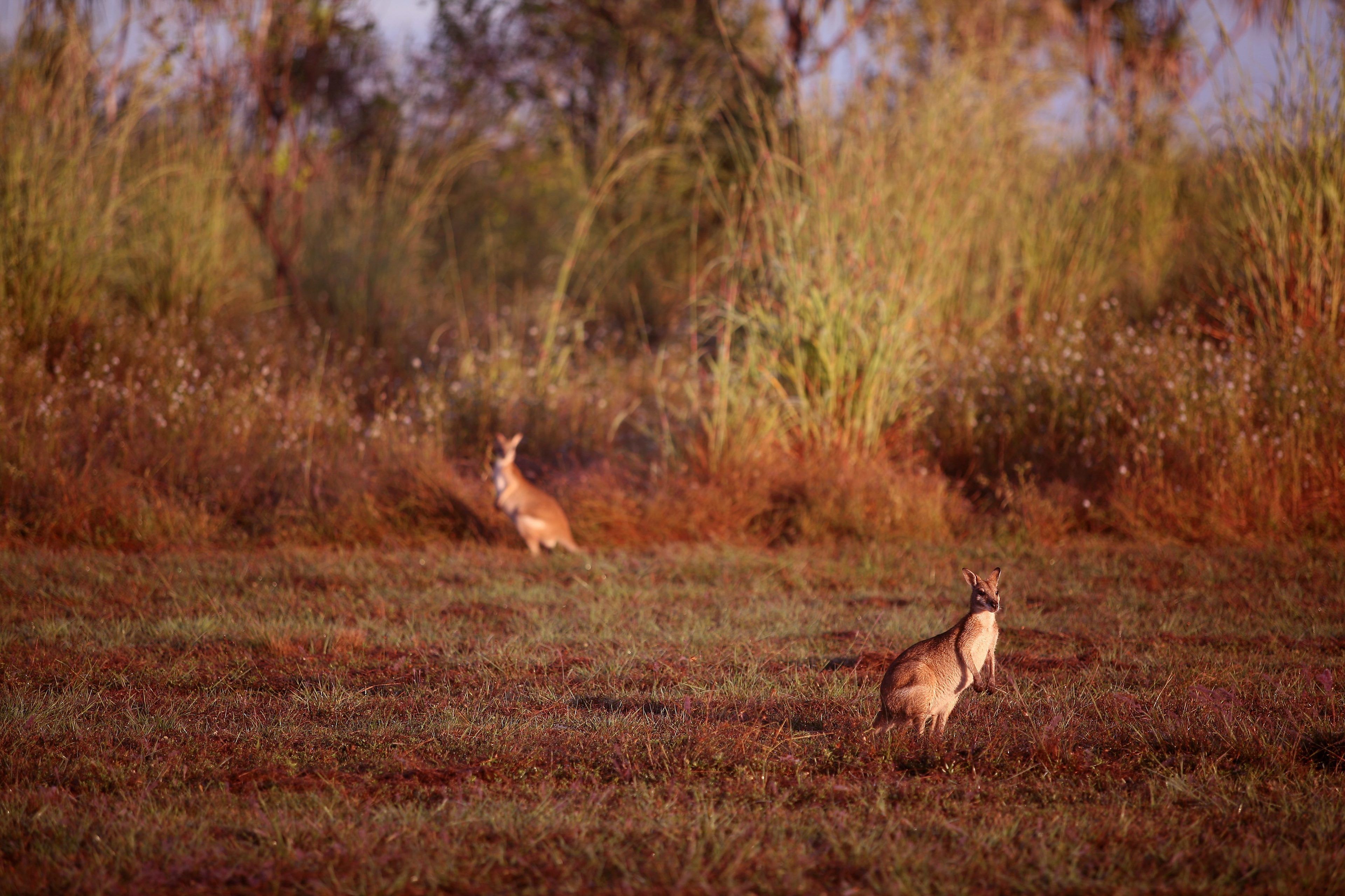Wildman Wilderness Lodge