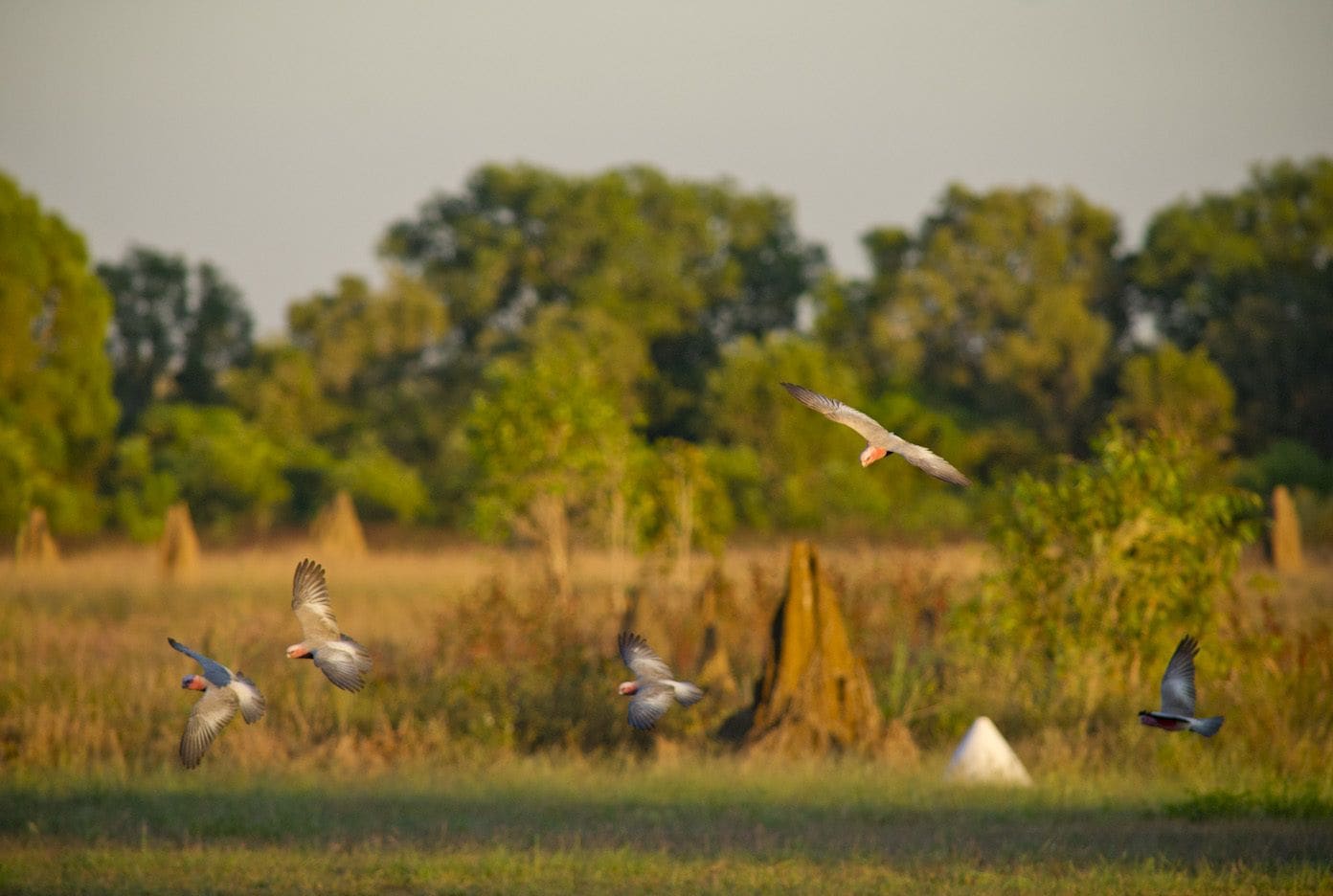 Wildman Wilderness Lodge