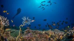 Private beach, white sand, beach towels, scuba diving