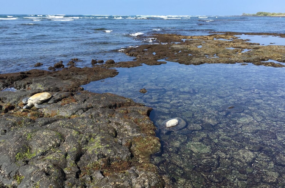 Kona Coast Adventure! Oceanfront, Just Minutes to Haleo Luau, Keauhou Bay