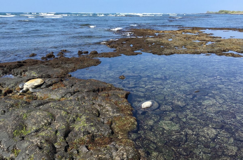 Kona Coast Adventure! Oceanfront, Just Minutes to Haleo Luau, Keauhou Bay