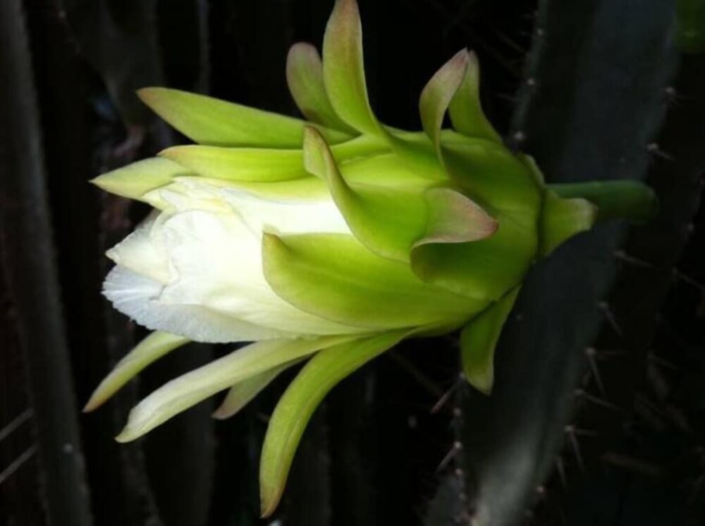 Morningside Treehouse Studio 2022