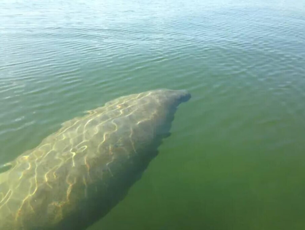 Morningside Treehouse Studio 2022