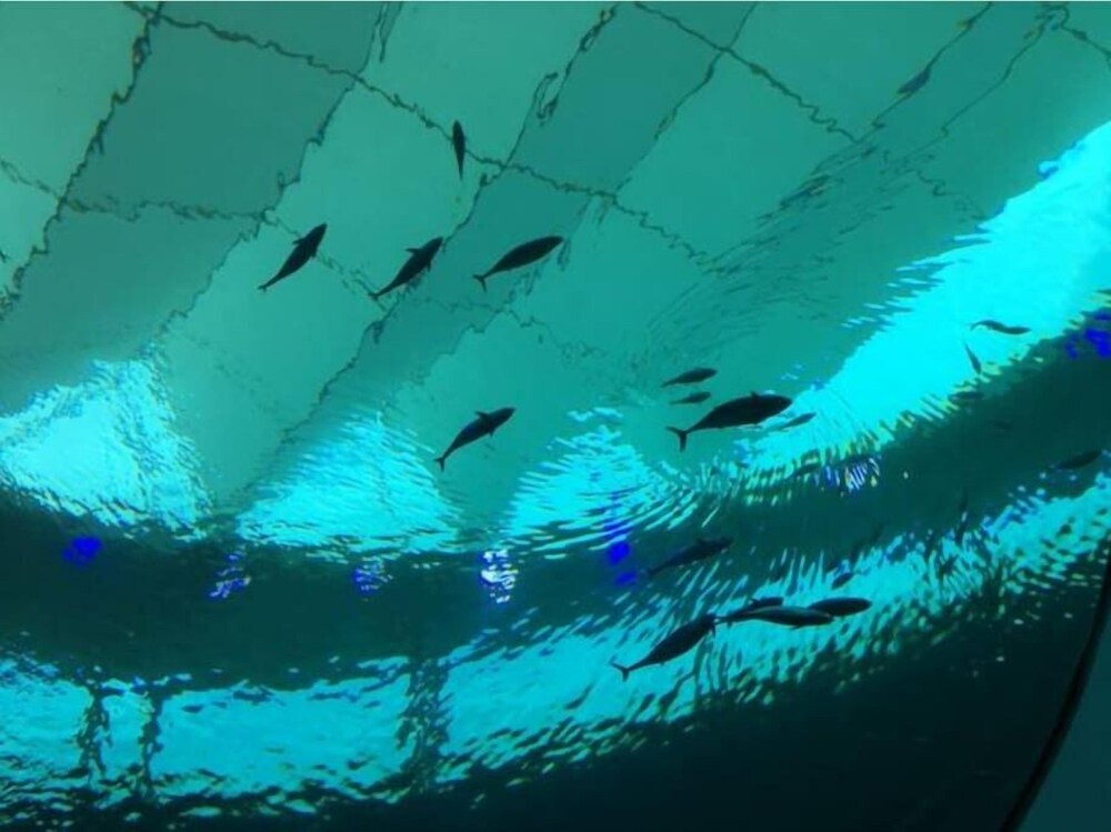 Morningside Treehouse Studio 2022