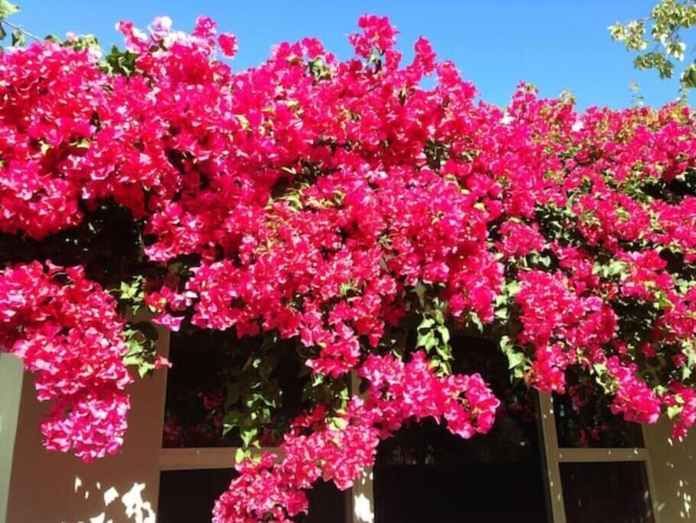 Morningside Treehouse Studio 2022