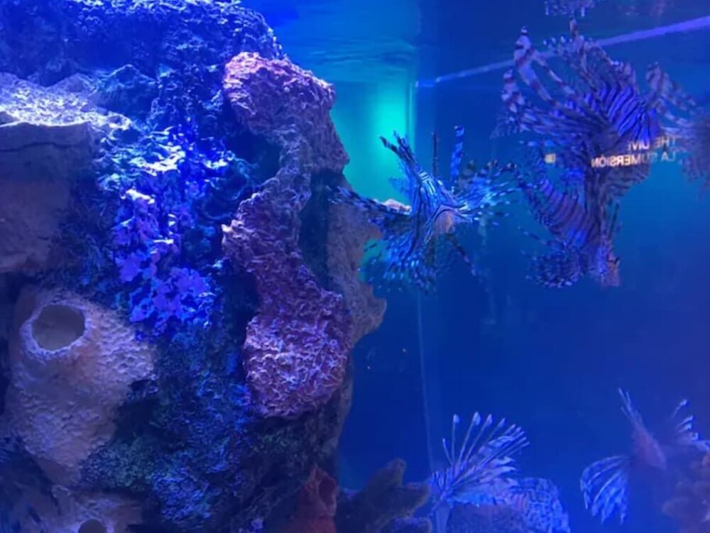 Morningside Treehouse Studio 2022