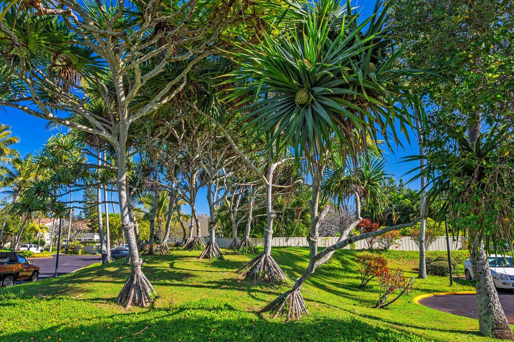 Exclusive Golf Course Condo at Turtle Bay w/Pool **Professionally Sanitized**