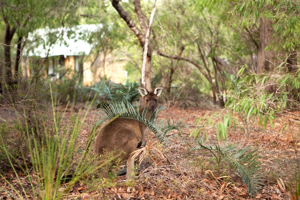 Bussells Bushland Cottages