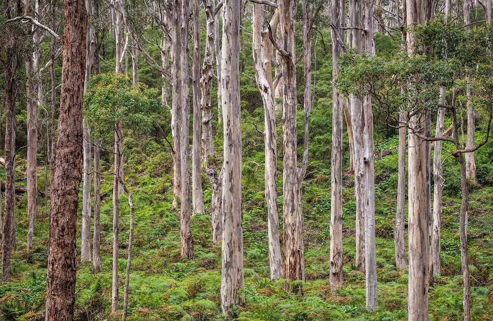 Bussells Bushland Cottages