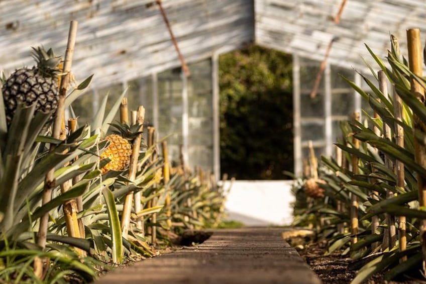 Un invernadero con hileras de plantas de piña. 2
