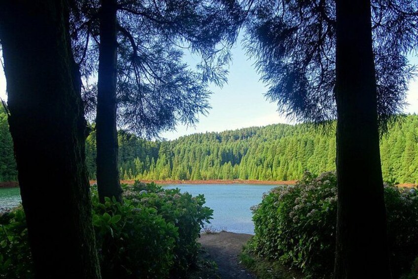 Un lago rodeado de un bosque denso y altos árboles. 5
