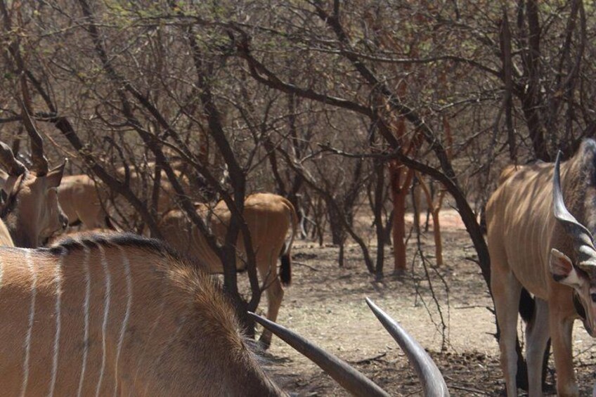 Un grupo de antílopes en un área boscosa y seca, con árboles dispersos y suelo de tierra. 4
