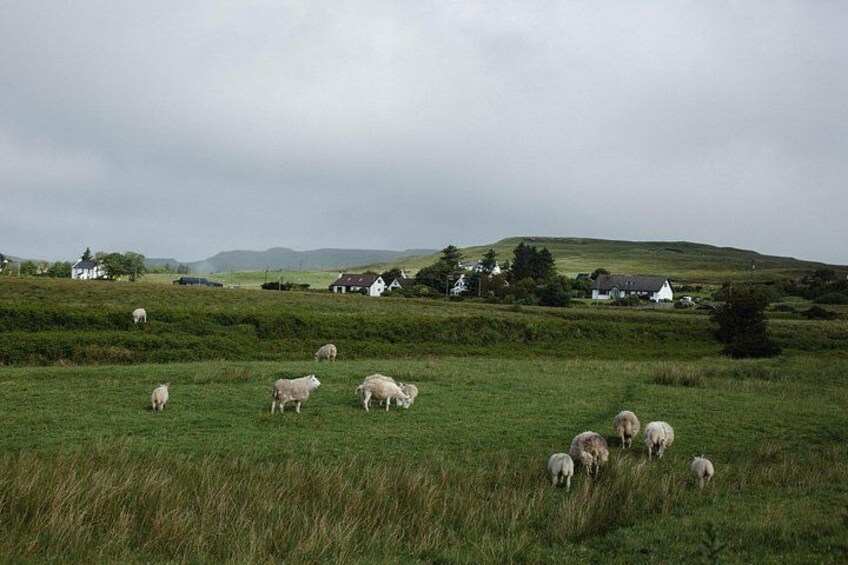 Un champ verdoyant où paissent des moutons, avec des maisons en arrière-plan et des collines ondulantes. 2
