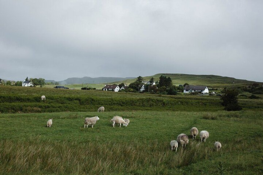 Ein grünes Feld mit weidenden Schafen, sanften Hügeln und weißen Häusern im Hintergrund. 2