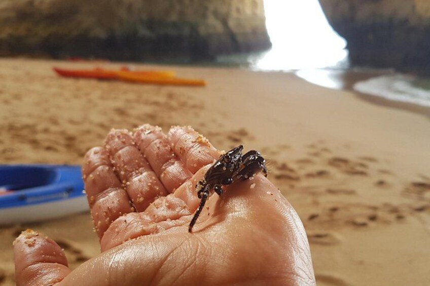 Eine Hand hält einen kleinen Krebs auf einem sandigen Strand, im Hintergrund ein Kajak und Felsen. 1